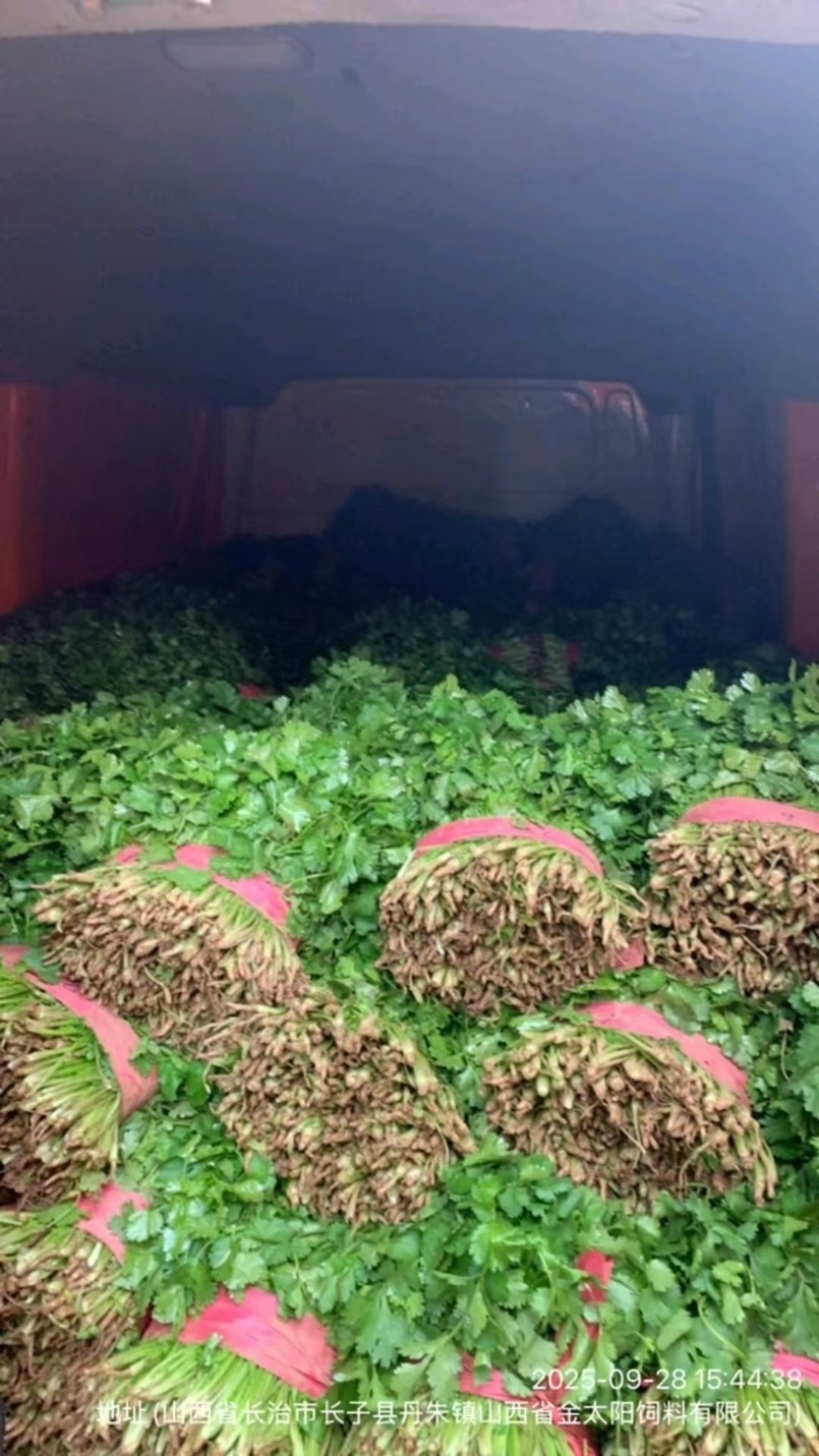 河南焦作大叶香菜/产区直发/货源充足/欢迎选购