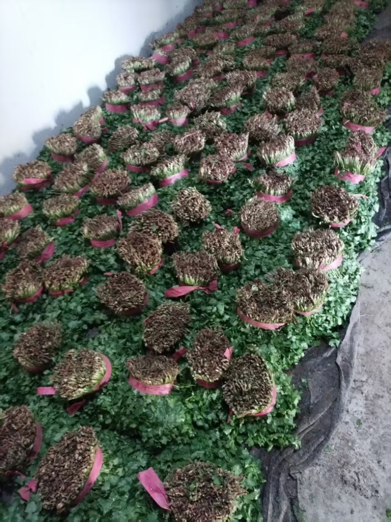 河南焦作大叶香菜/产区直发/货源充足/欢迎选购