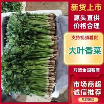 河南焦作大叶香菜/产区直发/货源充足/欢迎选购