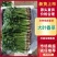 河南焦作大叶香菜/产区直发/货源充足/欢迎选购