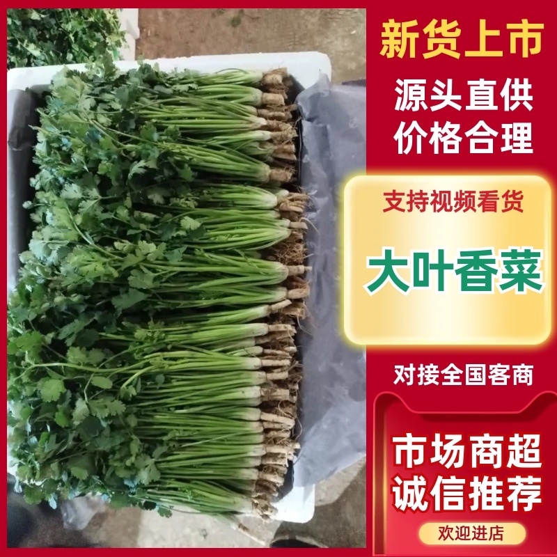 河南焦作大叶香菜/产区直发/货源充足/欢迎选购