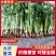 大叶香菜/基地直发/现采现发/货源充足/关心加购