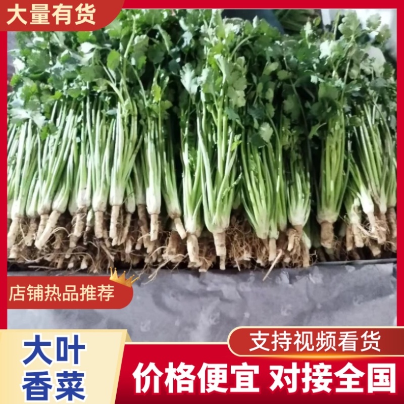 大叶香菜/基地直发/现采现发/货源充足/关心加购