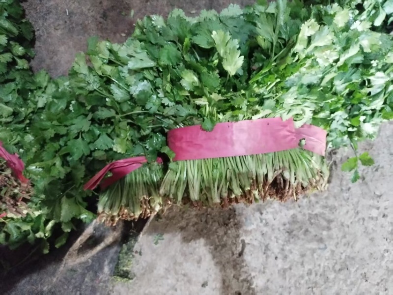 大叶香菜/基地直发/现采现发/货源充足/关心加购