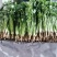 大叶香菜/基地直发/现采现发/货源充足/关心加购