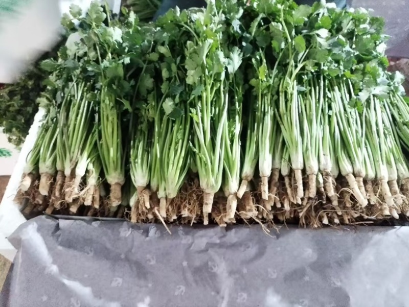 大叶香菜/基地直发/现采现发/货源充足/关心加购