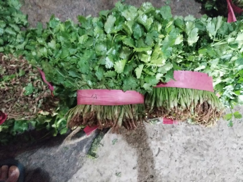 大叶香菜/基地直发/现采现发/货源充足/关心加购