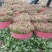 大叶香菜/基地直发/现采现发/货源充足/关心加购