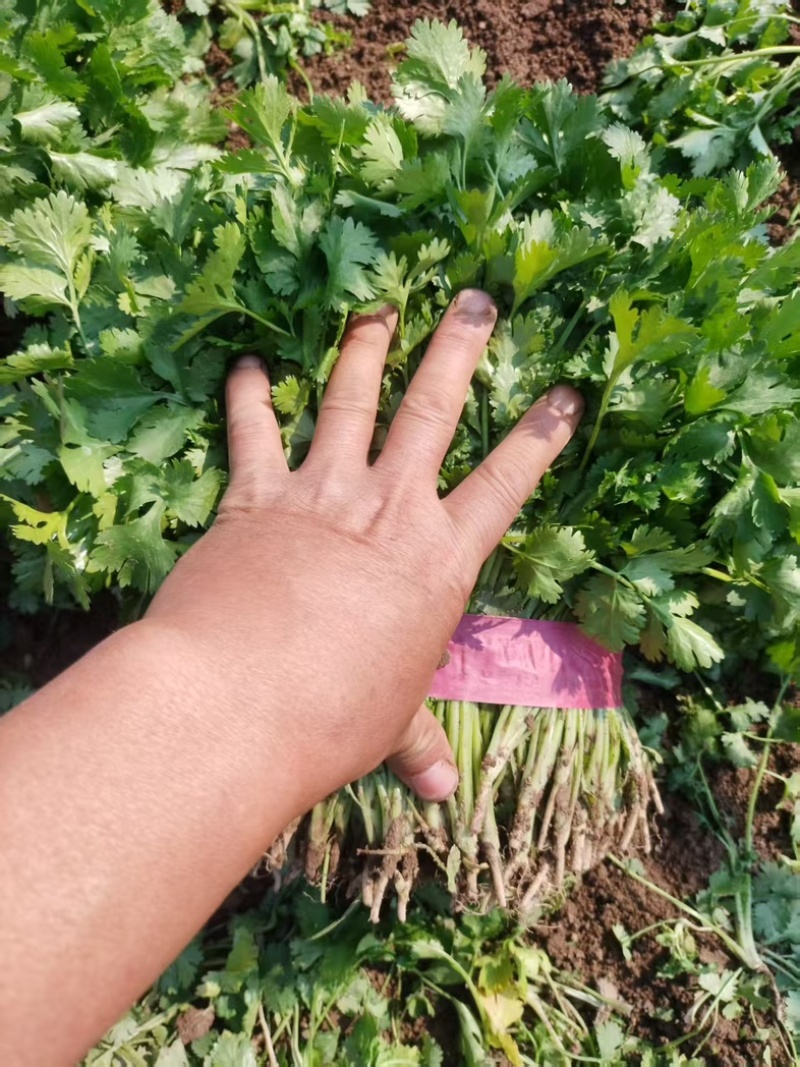 大叶香菜/基地直发/现采现发/货源充足/关心加购