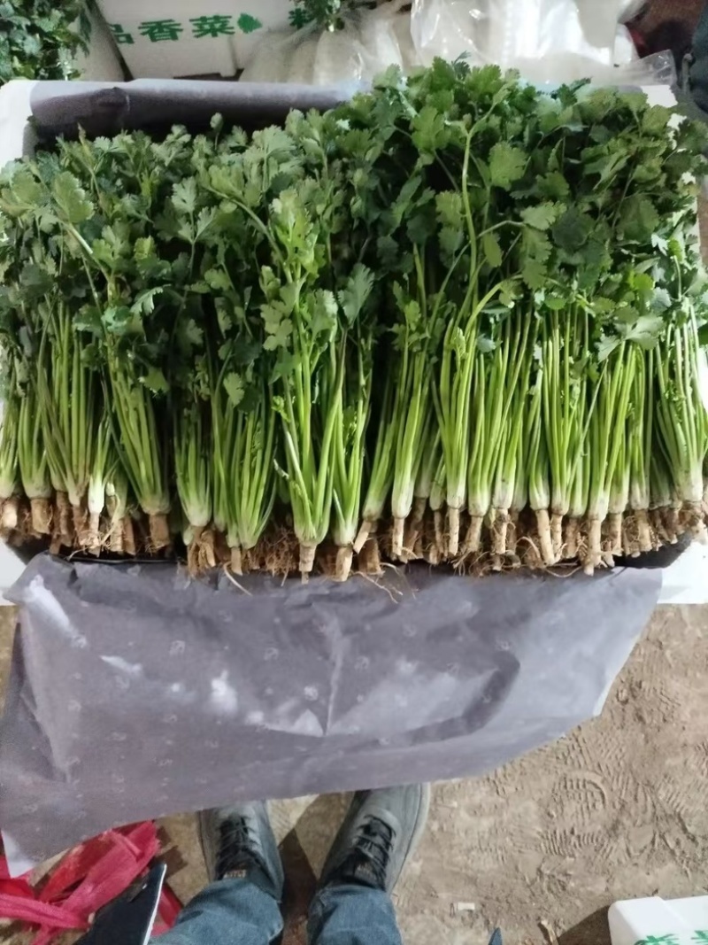 大叶香菜/基地直发/现采现发/货源充足/关心加购