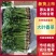 大叶香菜/基地直发/现采现发/货源充足/关心加购