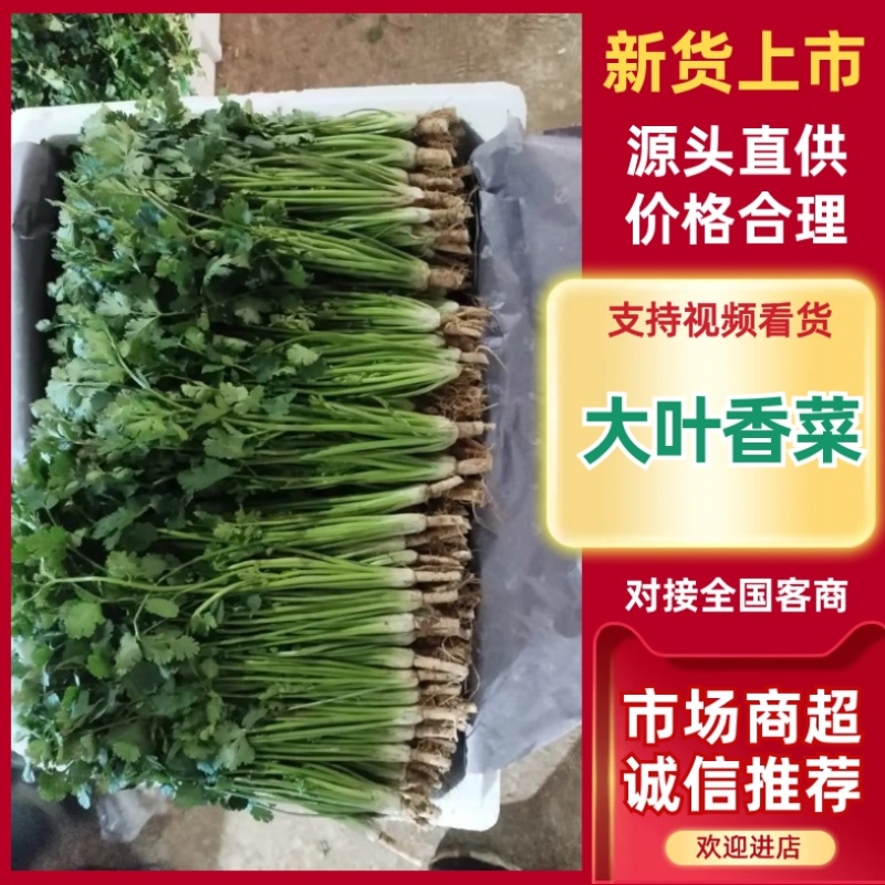 大叶香菜/基地直发/现采现发/货源充足/关心加购