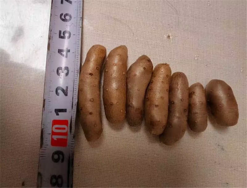 大号山药豆山东细毛大毛豆诚信经营欢迎来电