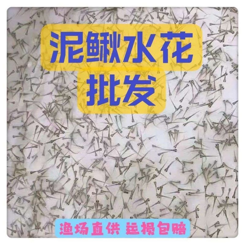 台湾泥鳅苗水花0.5-1厘米，自家渔场供货，欢迎客商联系