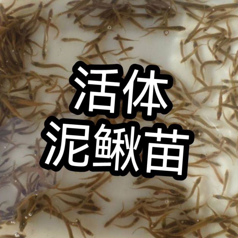 台湾泥鳅苗水花0.5-1厘米，自家渔场供货，欢迎客商联系
