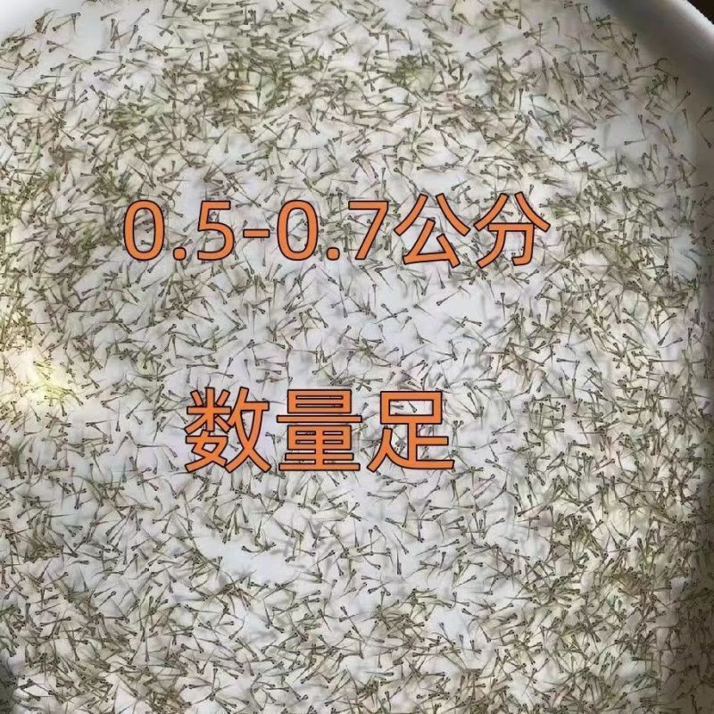 台湾泥鳅苗水花0.5-1厘米，自家渔场供货，欢迎客商联系