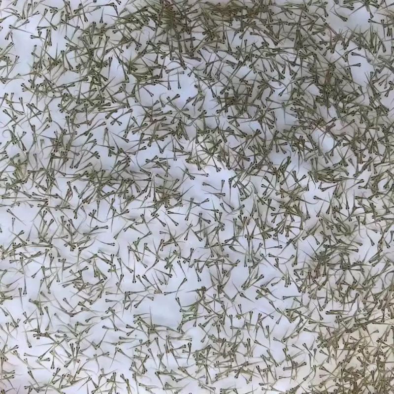 台湾泥鳅苗水花0.5-1厘米，自家渔场供货，欢迎客商联系