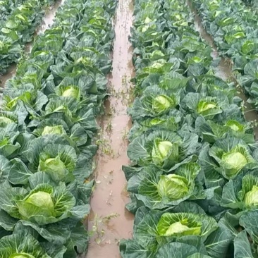 铁头包菜，甘蓝