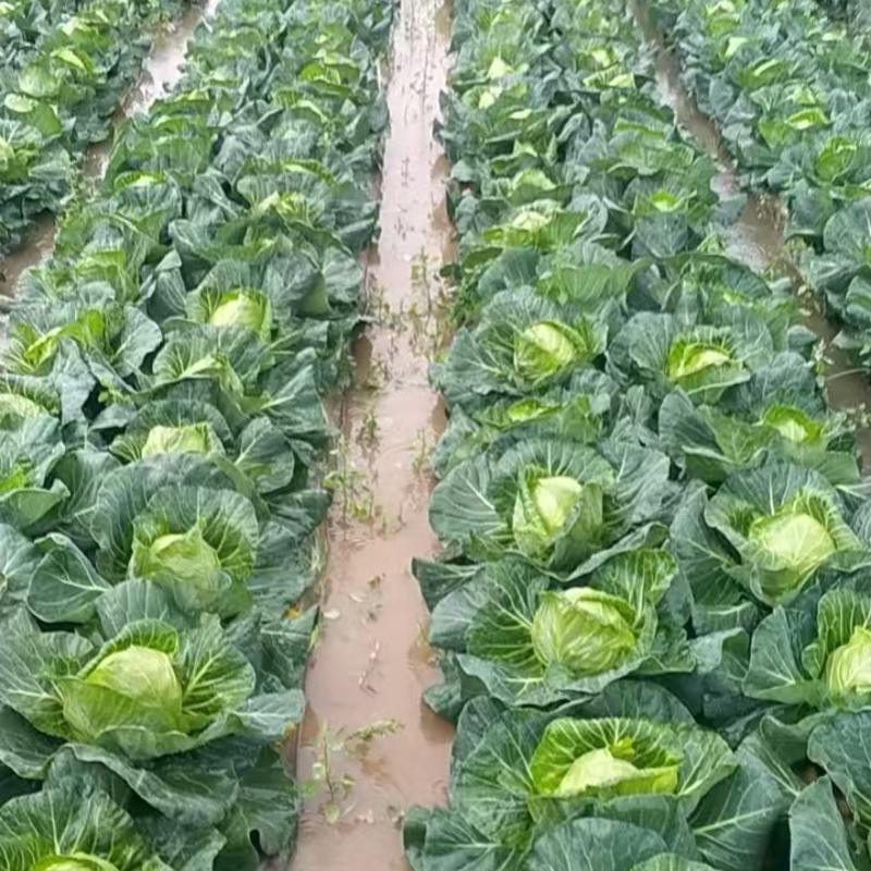 铁头包菜，甘蓝
