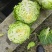 铁头包菜，甘蓝
