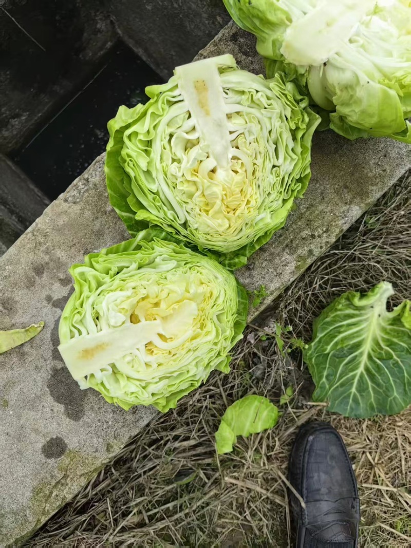 铁头包菜，甘蓝