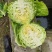 铁头包菜，甘蓝