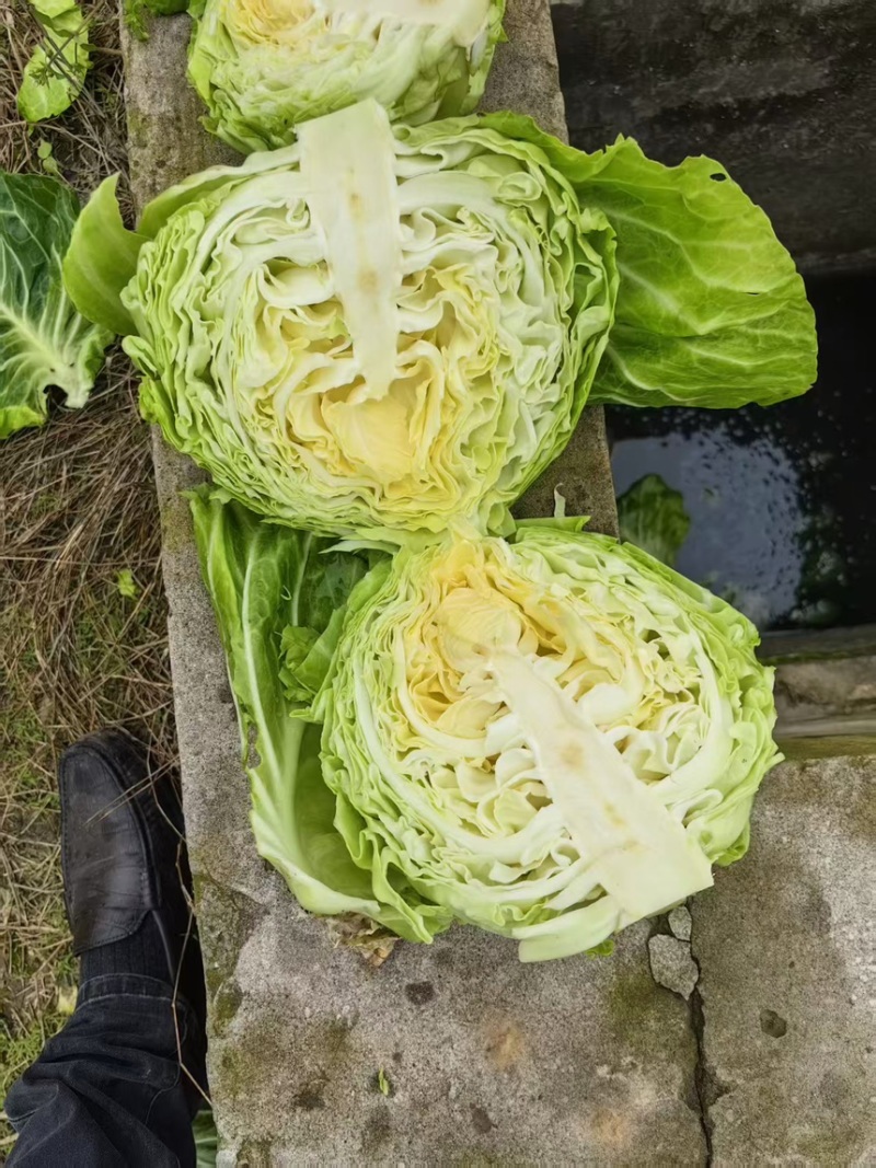 铁头包菜，甘蓝