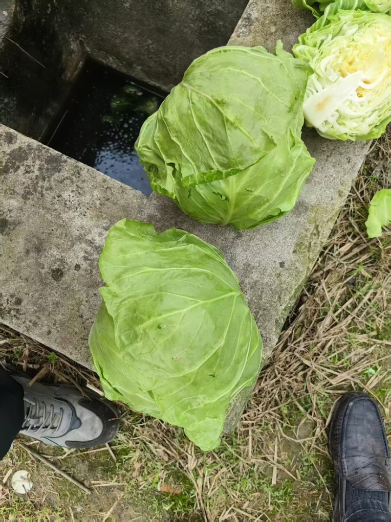 铁头包菜，甘蓝
