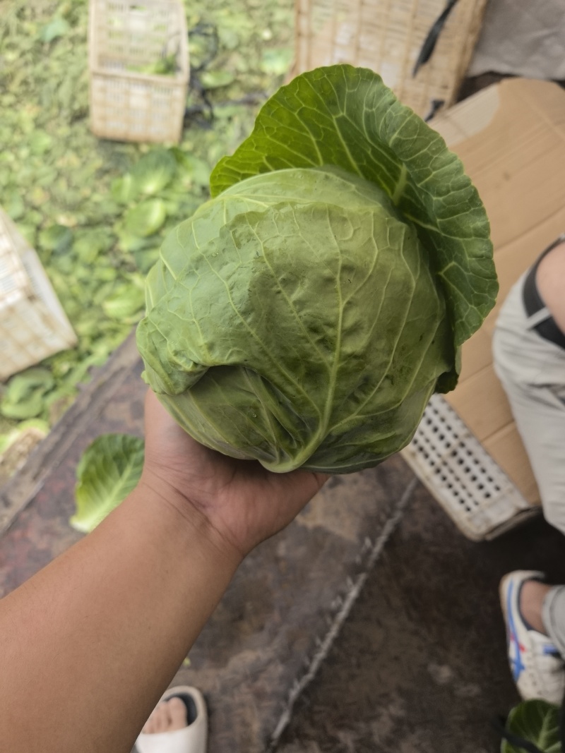 绿甘蓝基地直发货源充足价格美丽全国发货