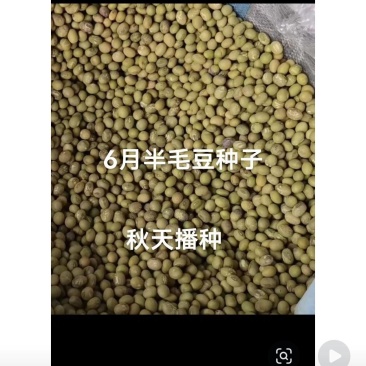 中国六月半选种