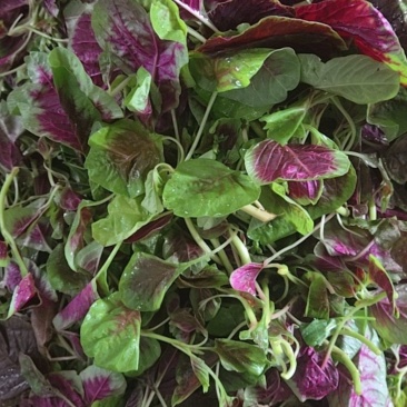 红米苋头，红汉菜，苋菜头，苋菜。红米线
