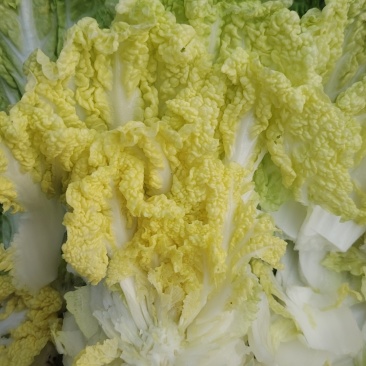 精品娃娃菜，不抽苔，不烧心