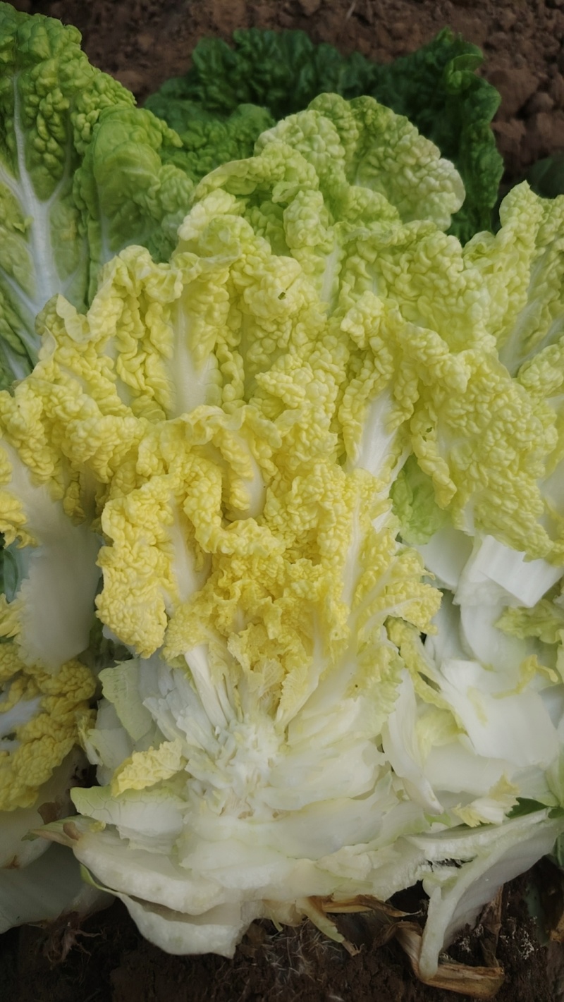 精品娃娃菜，不抽苔，不烧心