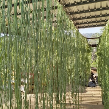 高山贡菜