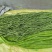 高山贡菜