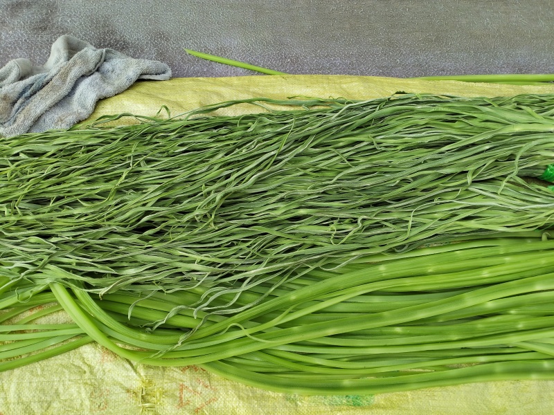 高山贡菜