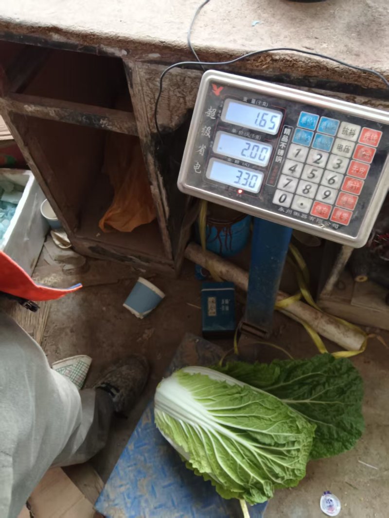 热卖华州大棚早白菜大量上市，基地直发天虫无病叶大小均匀