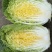 热卖华州大棚早白菜大量上市，基地直发天虫无病叶大小均匀