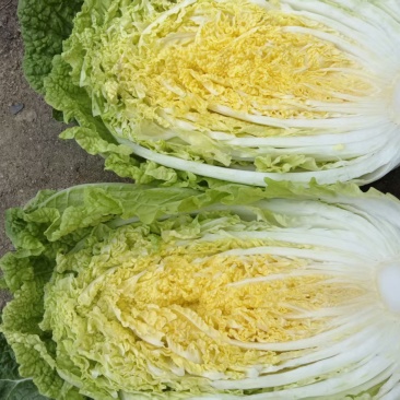 热卖华州大棚早白菜大量上市，基地直发天虫无病叶大小均匀