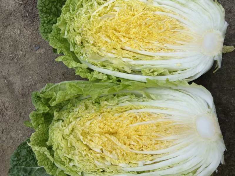 热卖华州大棚早白菜大量上市，基地直发天虫无病叶大小均匀