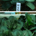 黑甜糯青菜种子黑叶菜秋季高产耐寒口感甜糯好吃四倍体苏州青