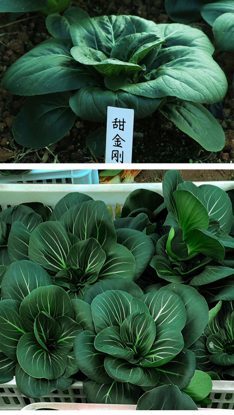 黑甜糯青菜种子黑叶菜秋季高产耐寒口感甜糯好吃四倍体苏州青