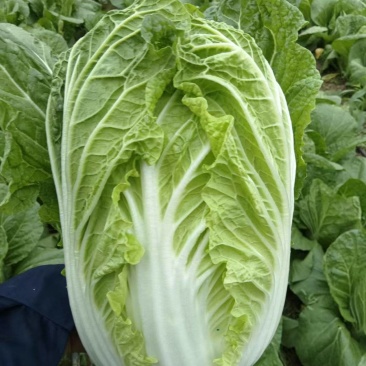 华州黄心大白菜基地直发保质保量售后无忧一条龙服务