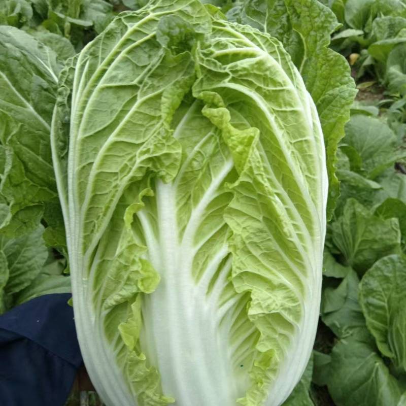 华州黄心大白菜基地直发保质保量售后无忧一条龙服务
