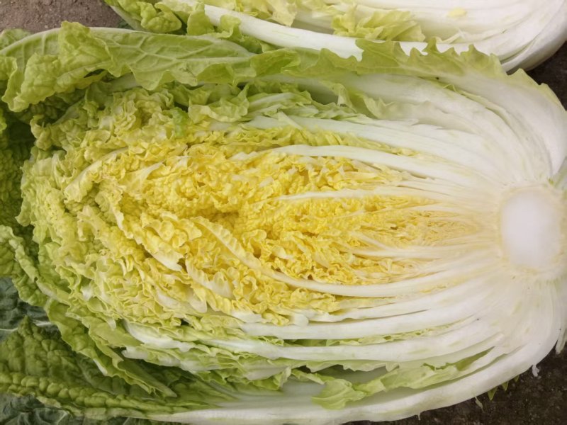 华州黄心大白菜基地直发保质保量售后无忧一条龙服务
