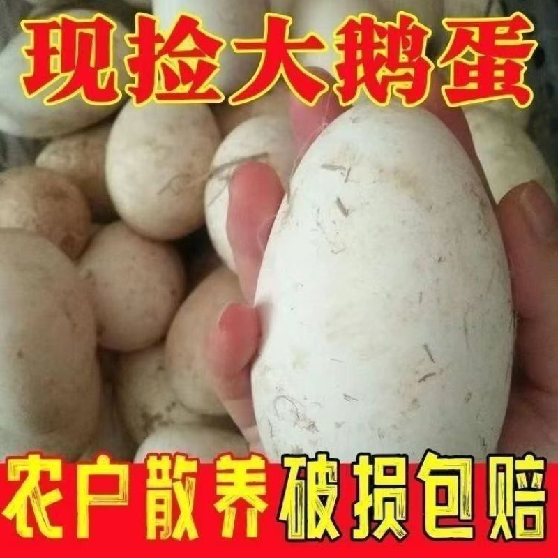 20个草窝农家大黄草鹅蛋窝散养大鹅蛋窝草窝五谷喂养