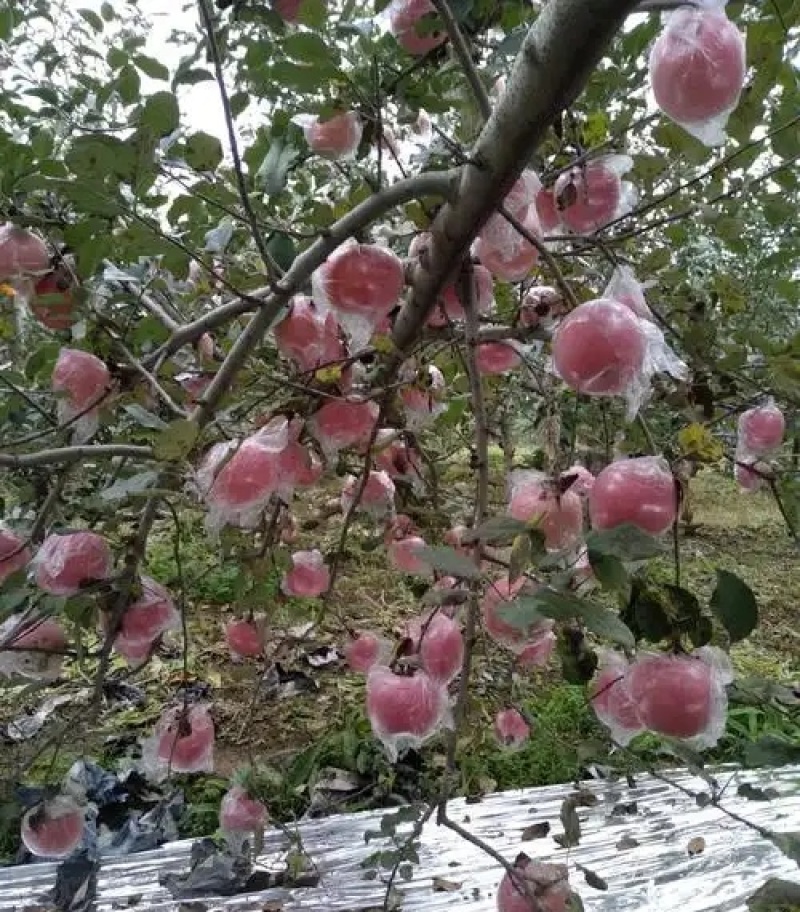 平原纸加膜红富士苹果/山西万荣苹果/货源充足/可全国发货
