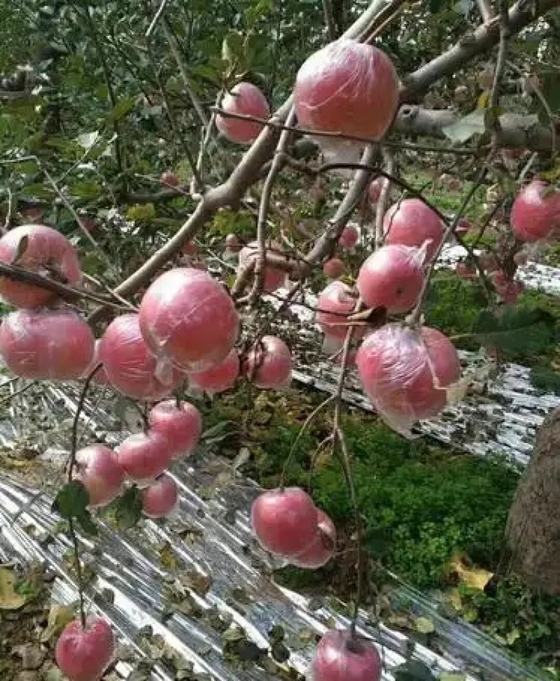 平原纸加膜红富士苹果/山西万荣苹果/货源充足/可全国发货