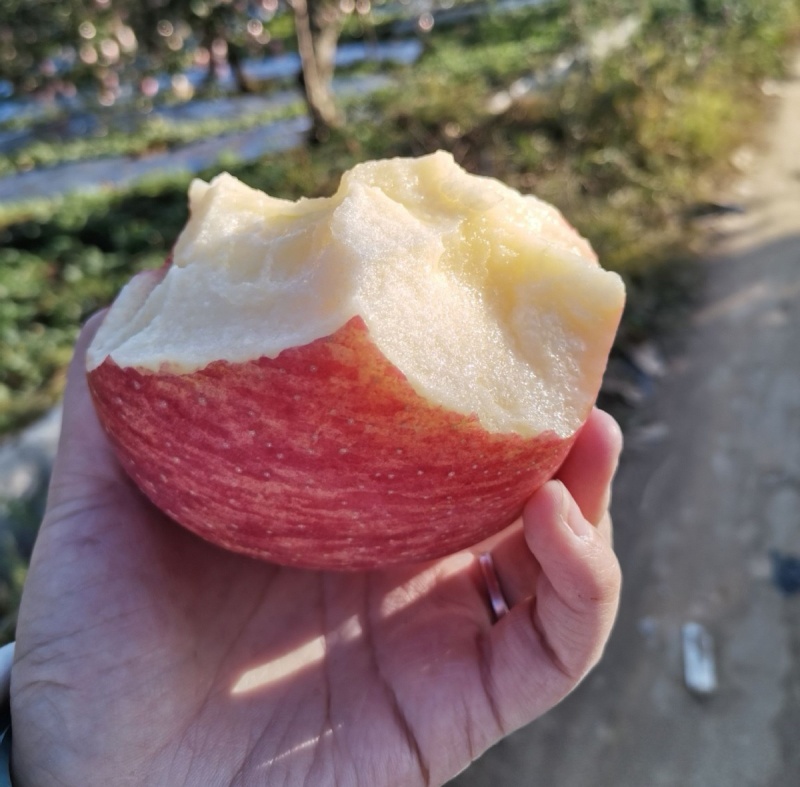 平原纸加膜红富士苹果/山西万荣苹果/货源充足/可全国发货