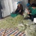 新鲜槐花产地直发商超市场电商一件代发